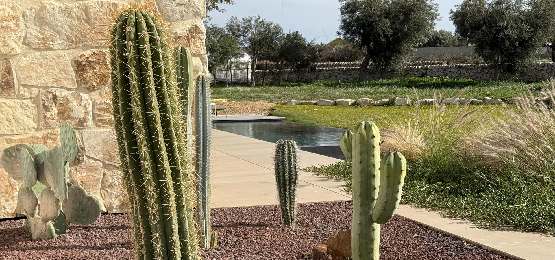 Foto esterno cactus